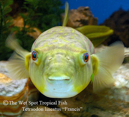 Nile/Fahaka Puffer - Tetraodon lineatus "Francis"