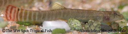 Aborichthys elongatus - Red Tail Squirrel Loach ♂