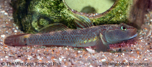 Wolf Goby - Rhinogobius brunneus