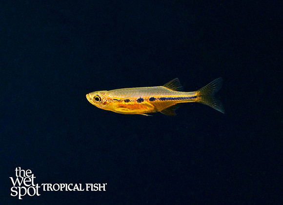 Neochela dadiburjori - Orange Hatchet