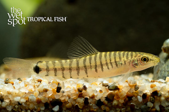 Micronemacheilus cruciatus - Pygmy Multi Stripe Loach