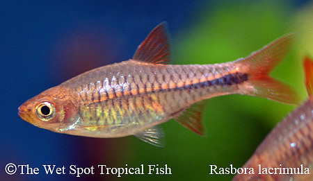 Rasbora lacrimula - Red Cherry Rasbora