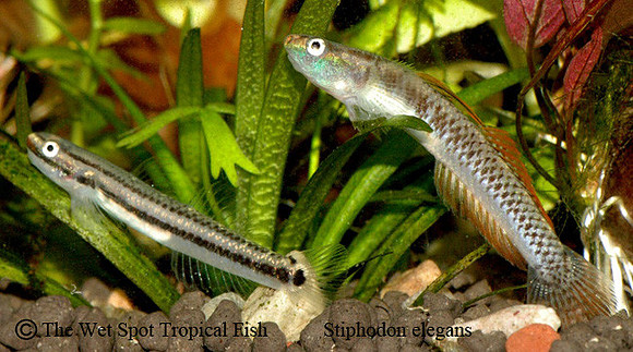 Elegant Algae Eating Goby - Stiphodon elegans