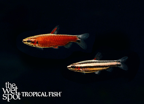 Nannostomus sp. "Rio Amaya" "Really Red Pencilfish"