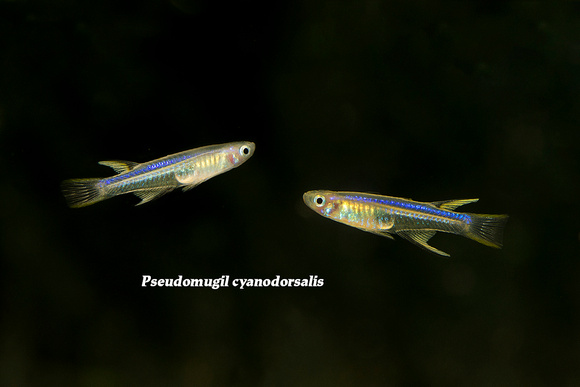 Neon Blue Eye Rainbow - Pseudomugil cyanodorsalis