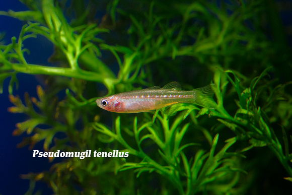 Delicate Blue Eye Rainbowfish - Pseudomugil tenellus