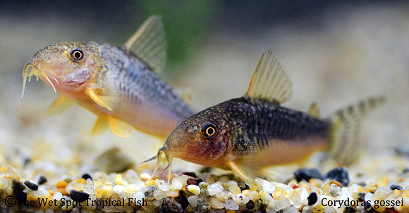 Corydoras gossei - Palespotted Cory