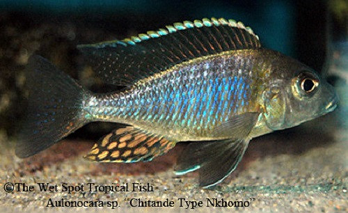 Aulonocara sp. "Chitande Type Nkhomo"
