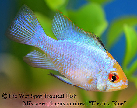 Mikrogeophagus ramirezi - Electric Blue Ram