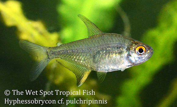Hyphessobrycon cf. pulchripinnis - Orange/Tangerine Lemon Tetra