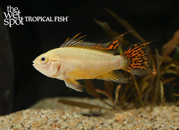Apistogramma cacatuoides "Gold"