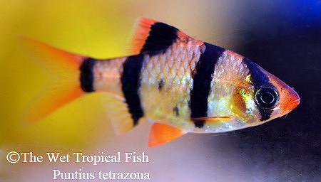 Puntius tetrazona - Tiger Barb