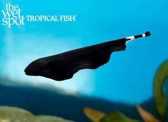 Apteronotus albifrons"Black Ghost Knife"
