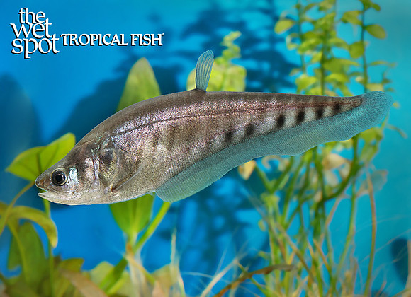 Chitala ornata"Clown Knife"