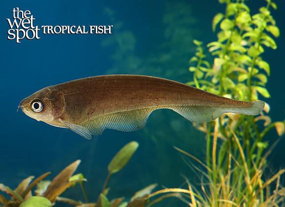 Xenomystus nigri"African Knife"