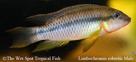 Limbochromis robertsi male