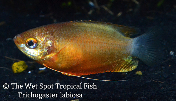 Trichogaster labiosa - Sunset Thicklip Gourami