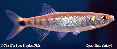 Raiamas christyi - Copper Nose Barb