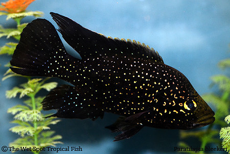 Paratilapia bleekeri