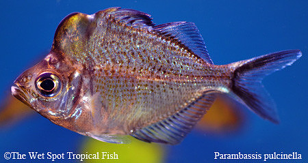 Humphead Glass Fish - Parambassis pulcinella