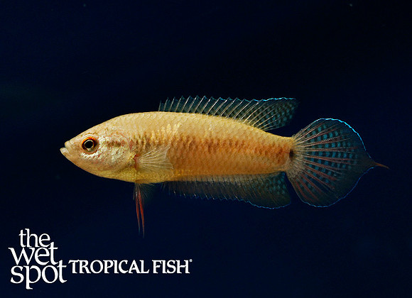 Pseudosphromenus cupanus "Brown Tail Spiketail Paradise Fish"