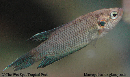 Macropodus hongkongensis - Flame Red Paradise Fish