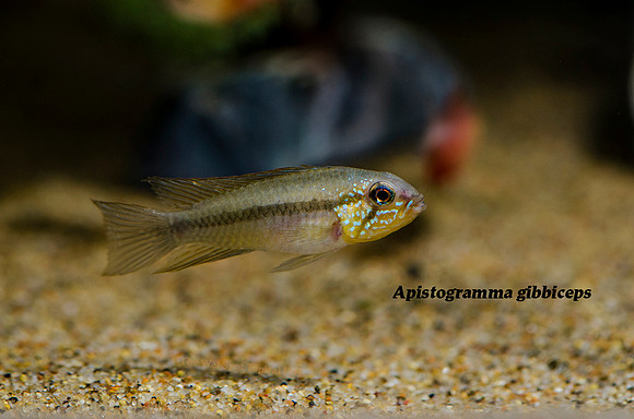 Apistogramma gibbiceps