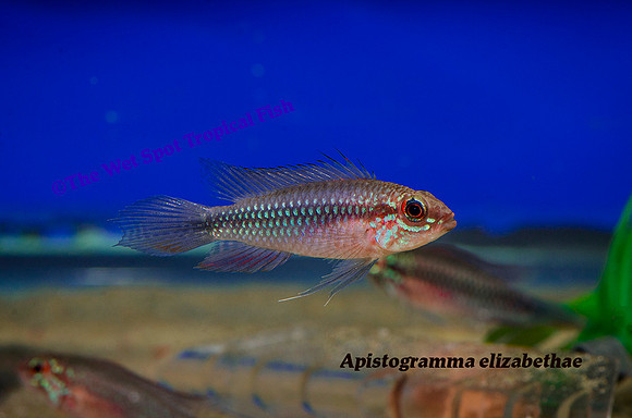 Apistogramma elizabethae