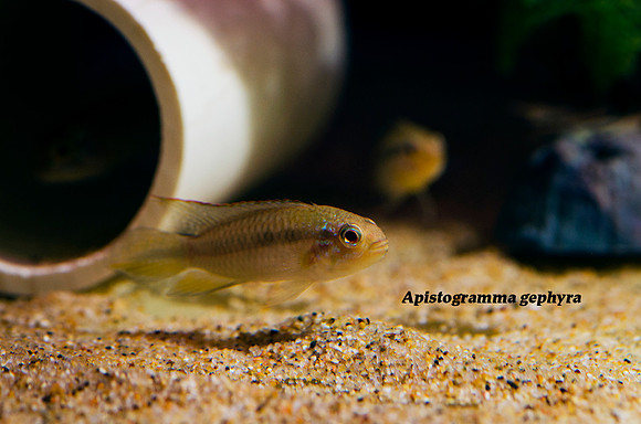 Apistogramma gephyra
