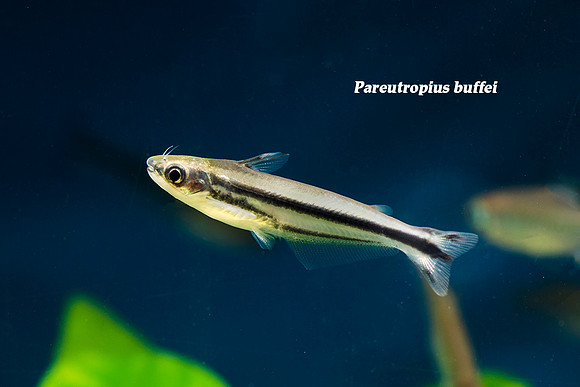 Pareutropius buffei - African Glass Catfish