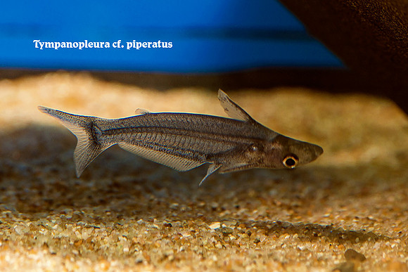 Tympanopleura cf. piperatus - Duck-billed Glass Cat