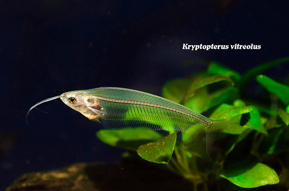 Kryptopterus vitreolus