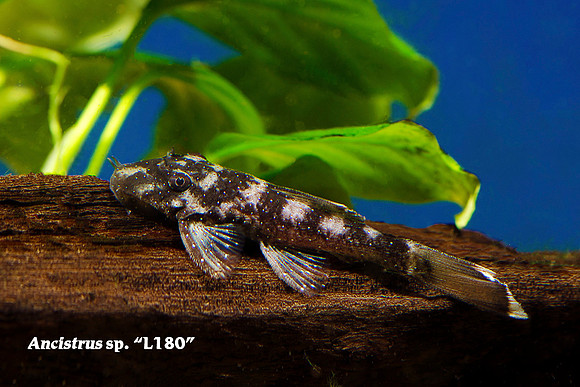 Ancistrus sp. Rio Tocatins Bushynose Pleco" L180