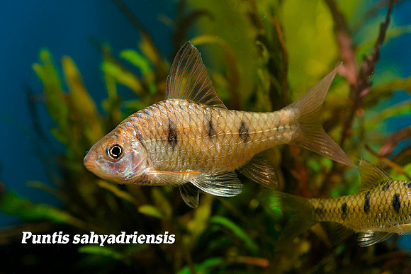 Puntius sayhadriensis - Maharanja Barb