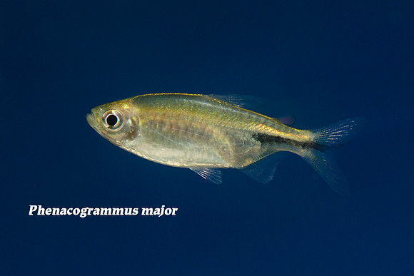 Phenacogrammus major - Major Tetra