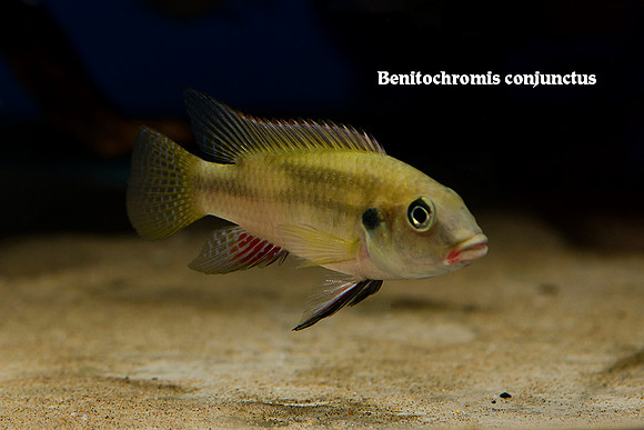 Benitochromis conjunctus