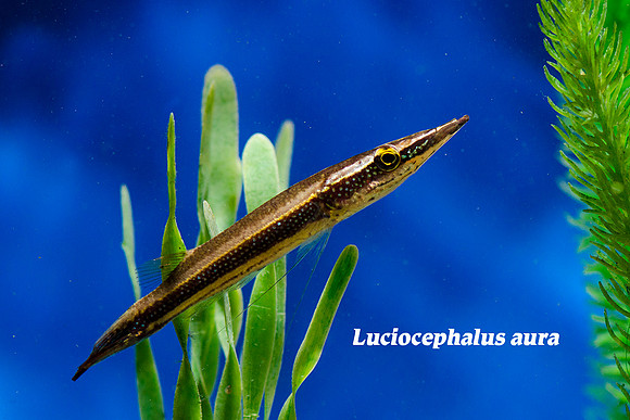 Luciocephalus aura - Peppermint Pikehead