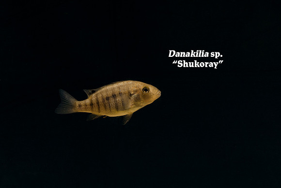 Danakilia sp. “Shukoray”