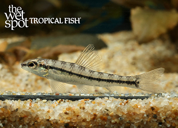 Characidium sp. "Darter/Hummingbird Tetra" "Colombia"