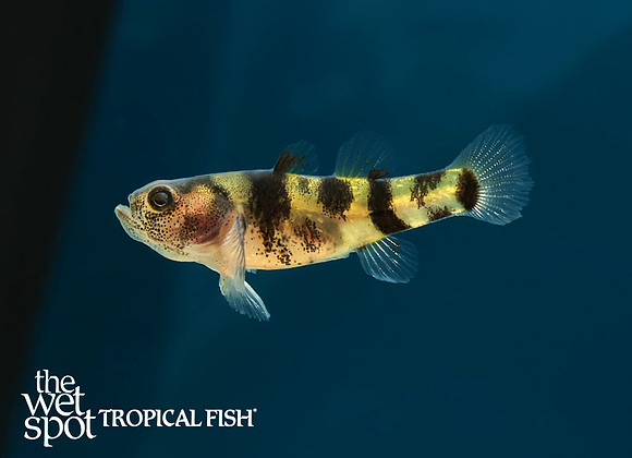Brachygobius sp. - Tiger Bumble Bee Goby "Ozelot"