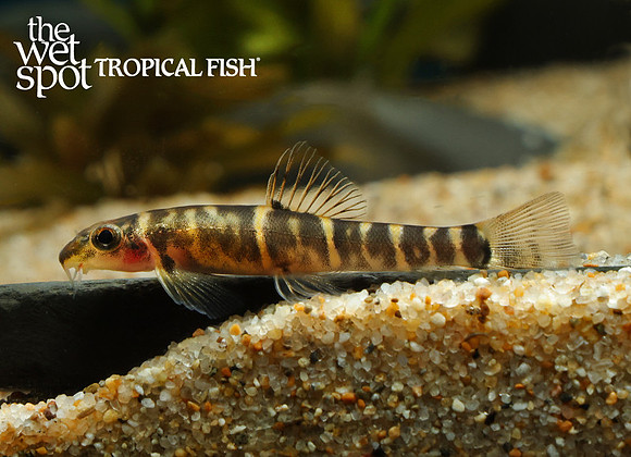 Barbucca elongata "Elongate Scooter Loach"