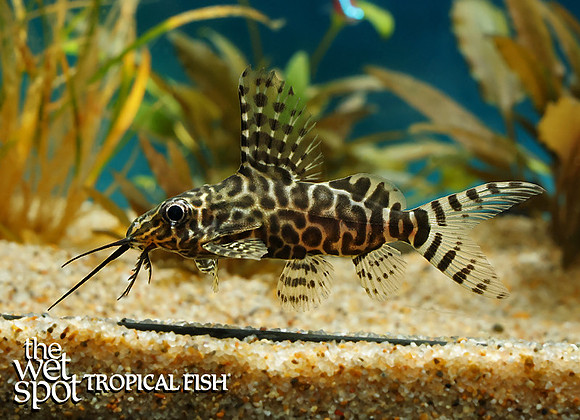 Synodontis eupterus "Featherfin Squeaker Cat"