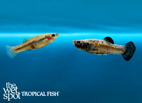 Poecilia chica "Dwarf Molly"