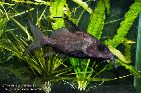 Hemisynodontis membranaceus - Mustache Cat