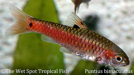 Puntius bimaculatus - Red Lin Barb