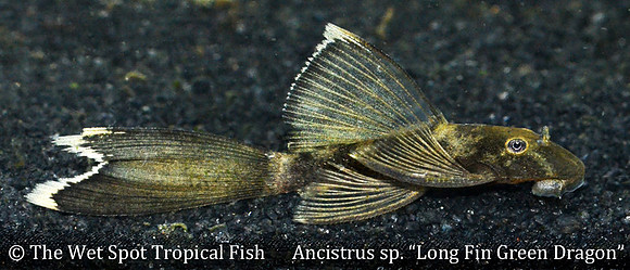 Ancistrus sp. "Long Fin Green Dragon Bushynose Pleco"