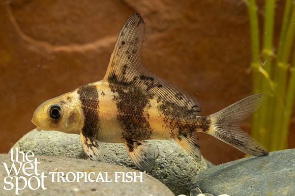 Myxocyprinus asiaticus "Hi-Fin Banded Shark"