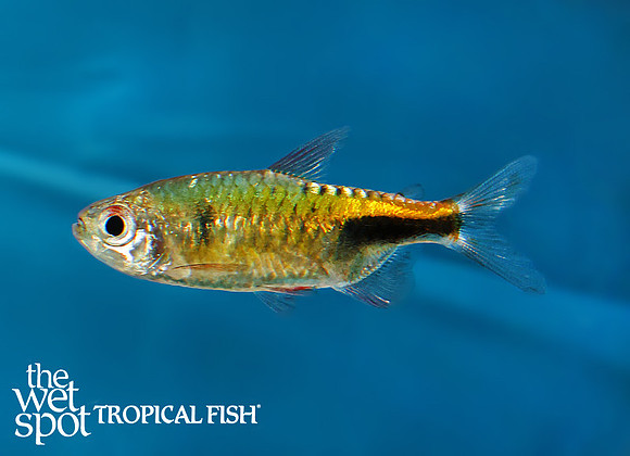 Phenacogrammus pulcher "Copper Congo Tetra"