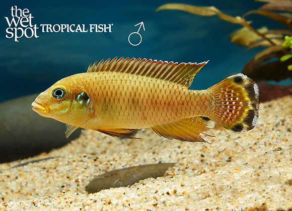 Pelvicachromis drachenfelsi Taeniatus Wouri Male