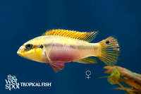 Pelvicachromis drachenfelsi Taeniatus Wouri female